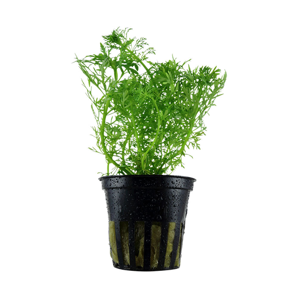 Limnophila aquatica potted 046 | Potted Plants | Largest Tropical Fish Selection at Your Local Fish Store