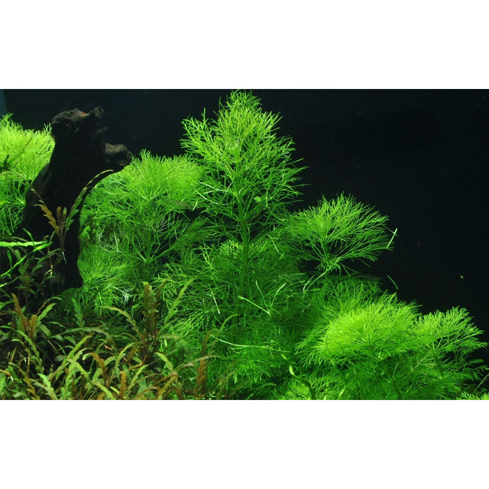 Limnophila aquatica potted 046 | Potted Plants | Largest Tropical Fish Selection at Your Local Fish Store