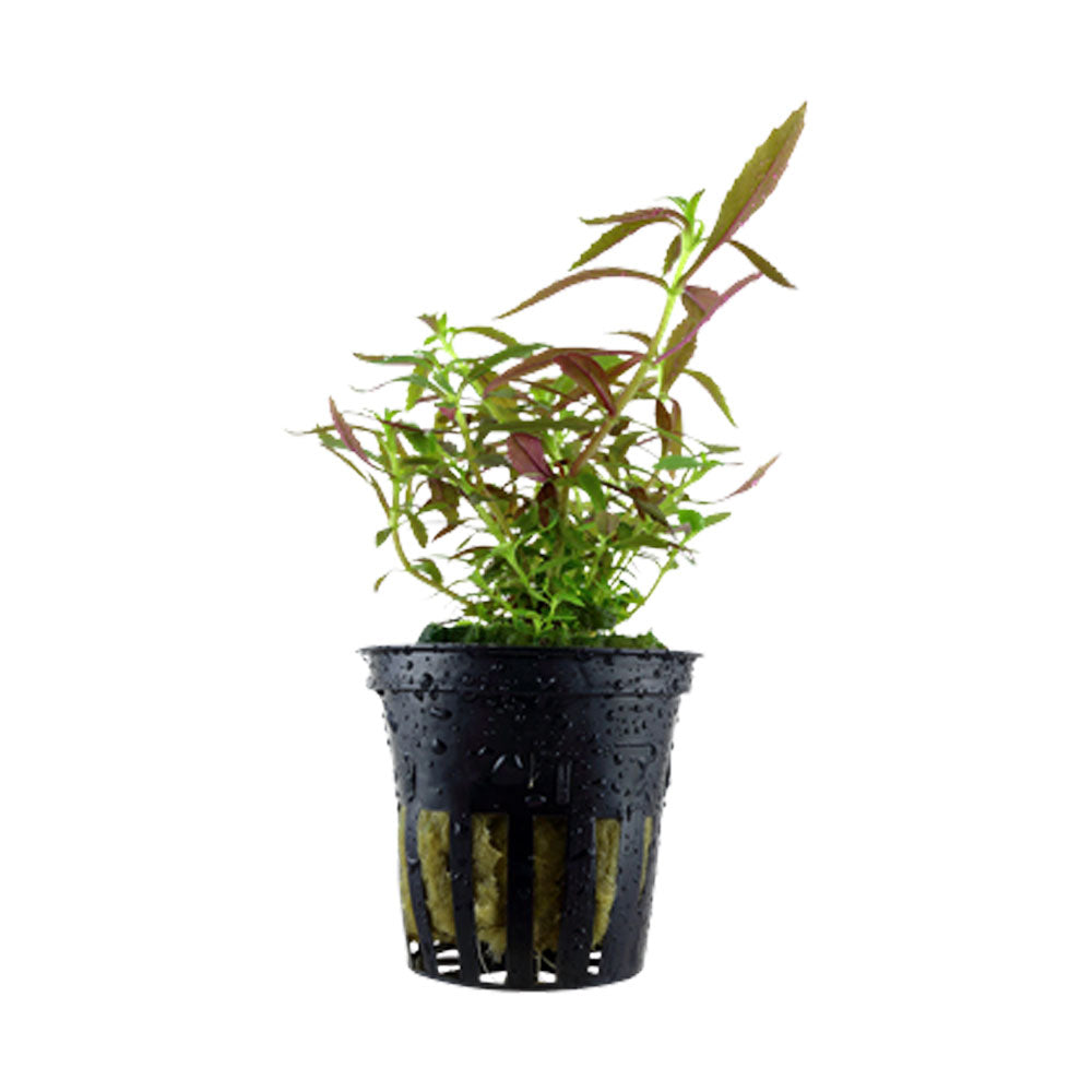 Limnophila hippuridoides potted 047C | Potted Plants | Largest Tropical Fish Selection at Your Local Fish Store