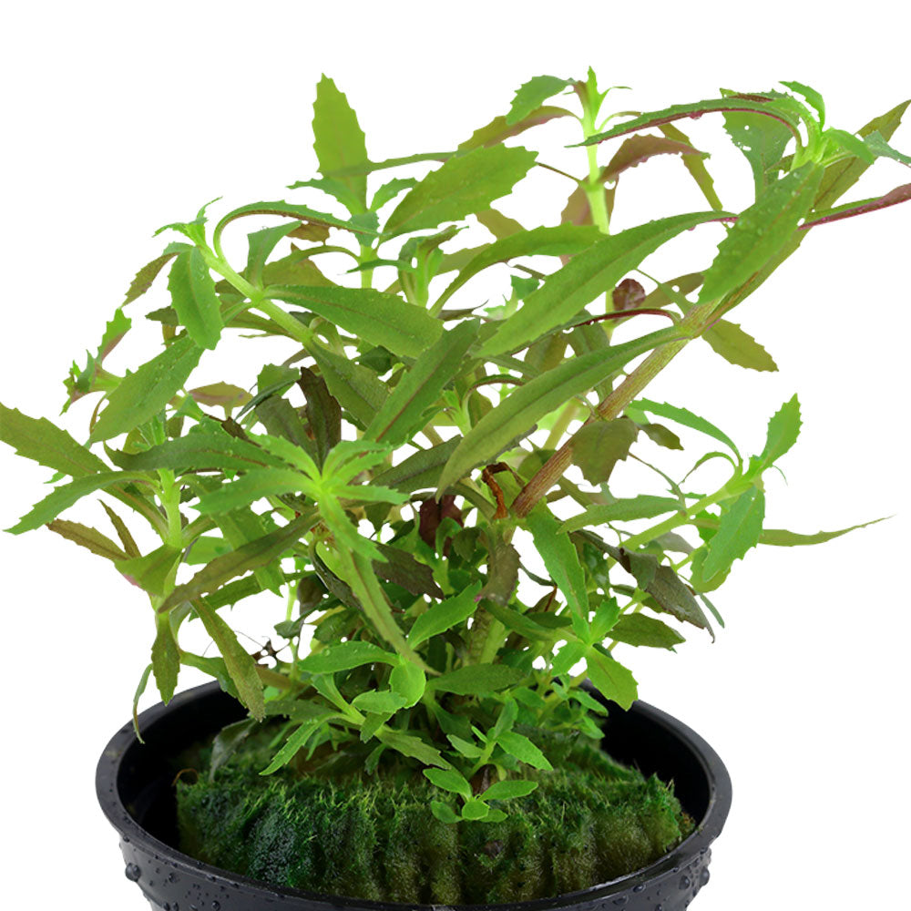Limnophila hippuridoides potted 047C | Potted Plants | Largest Tropical Fish Selection at Your Local Fish Store