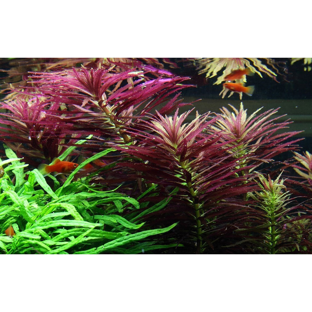 Limnophila hippuridoides potted 047C | Potted Plants | Largest Tropical Fish Selection at Your Local Fish Store