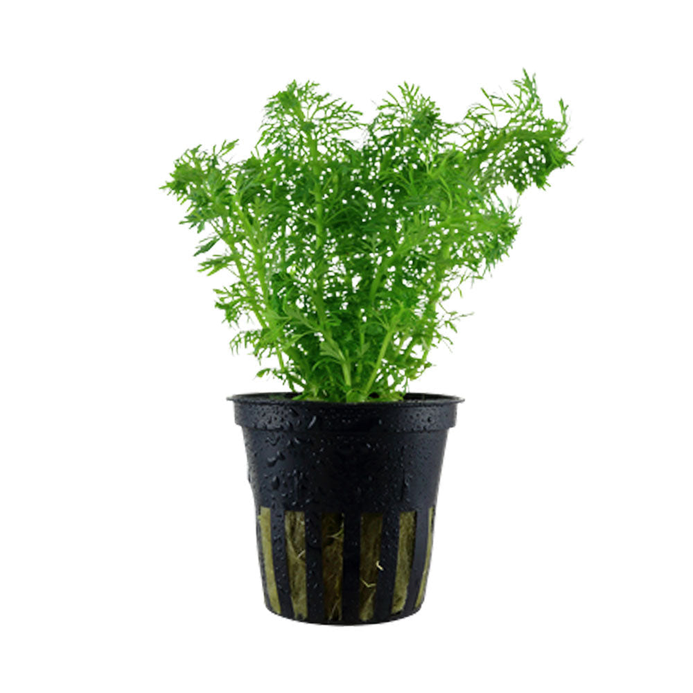 Limnophila sessiliflora potted 047 | Potted Plants | Largest Tropical Fish Selection at Your Local Fish Store