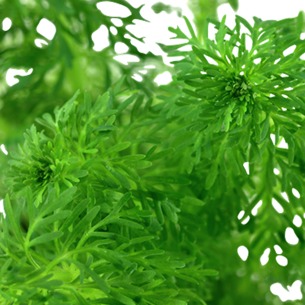 Limnophila sessiliflora potted 047 | Potted Plants | Largest Tropical Fish Selection at Your Local Fish Store