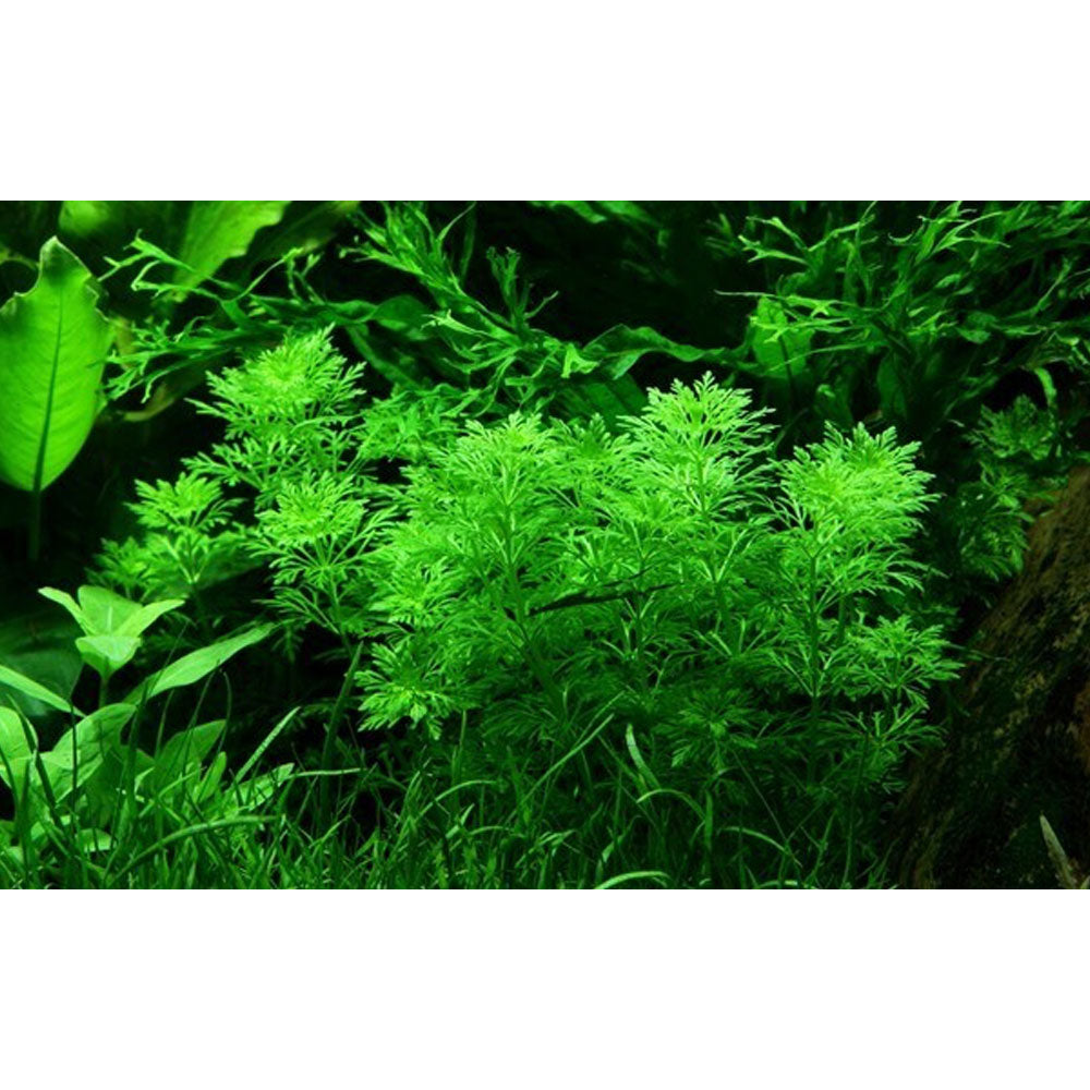 Limnophila sessiliflora potted 047 | Potted Plants | Largest Tropical Fish Selection at Your Local Fish Store