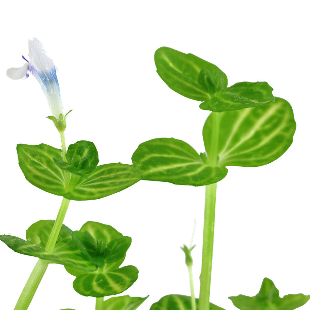 Lindernia rotundifolia potted 045 | Potted Plants | Largest Tropical Fish Selection at Your Local Fish Store