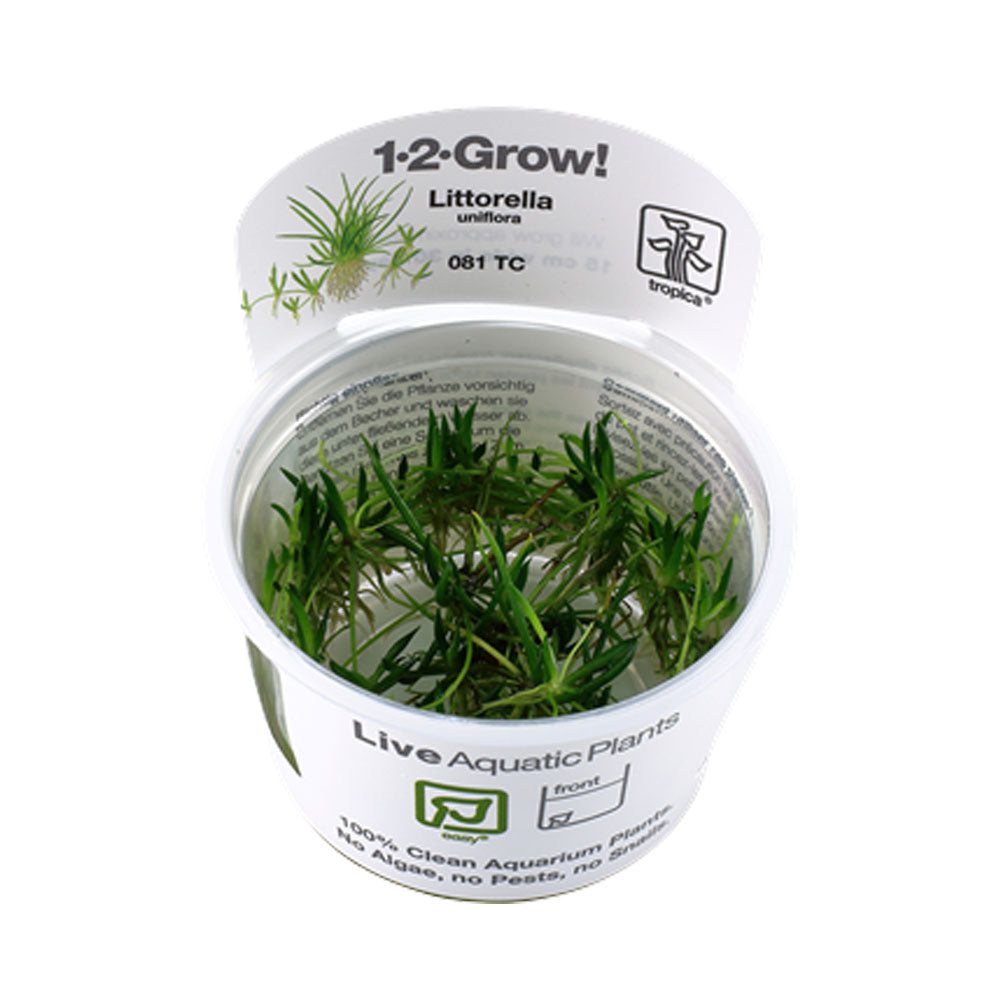 Littorella uniflora 1-2-Grow 081 TC | Tissue Cultures | Largest Tropical Fish Selection at Your Local Fish Store