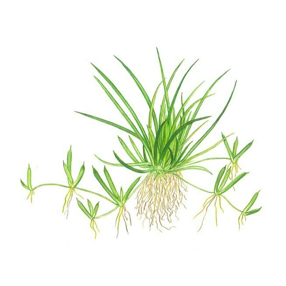 Littorella uniflora 1-2-Grow 081 TC | Tissue Cultures | Largest Tropical Fish Selection at Your Local Fish Store