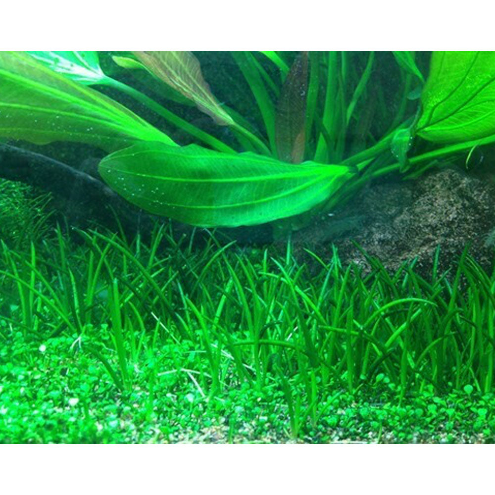 Littorella uniflora 1-2-Grow 081 TC | Tissue Cultures | Largest Tropical Fish Selection at Your Local Fish Store