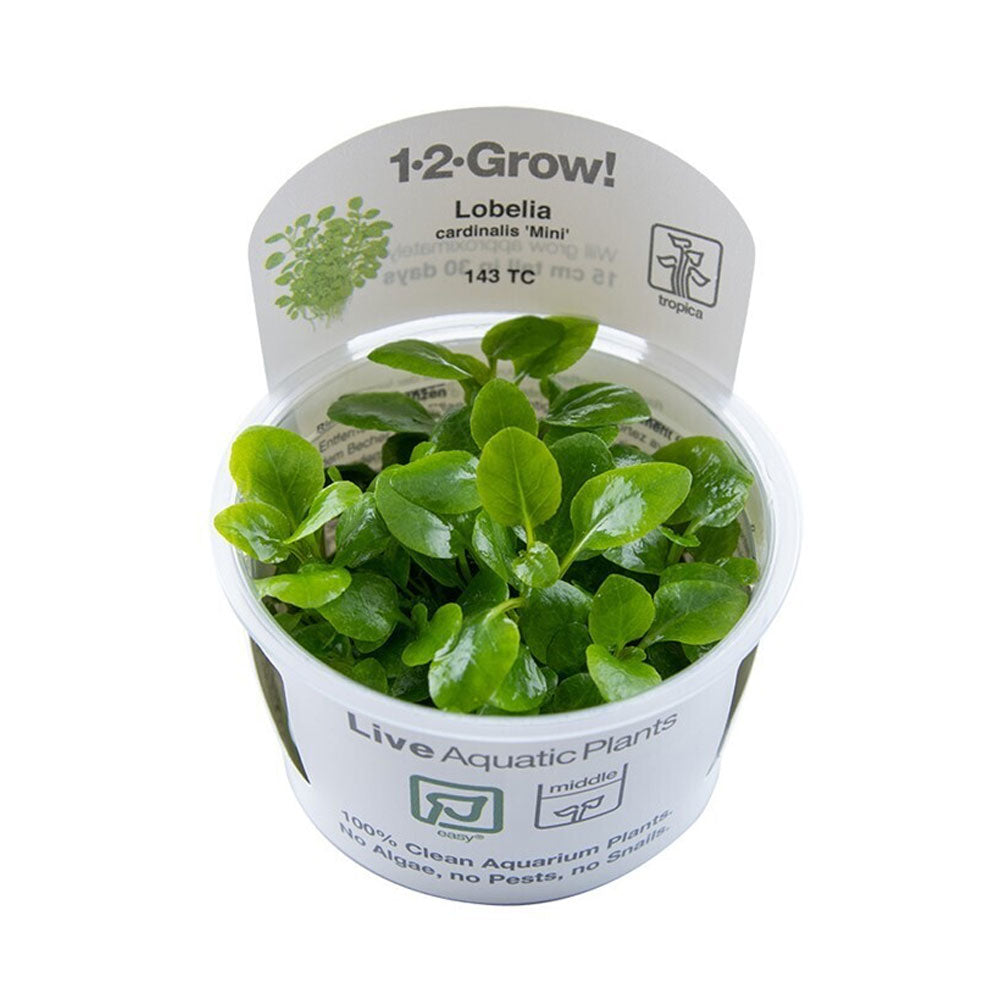 Lobelia cardinalis "Mini" 1-2-Grow 143 TC | Tissue Cultures | Largest Tropical Fish Selection at Your Local Fish Store