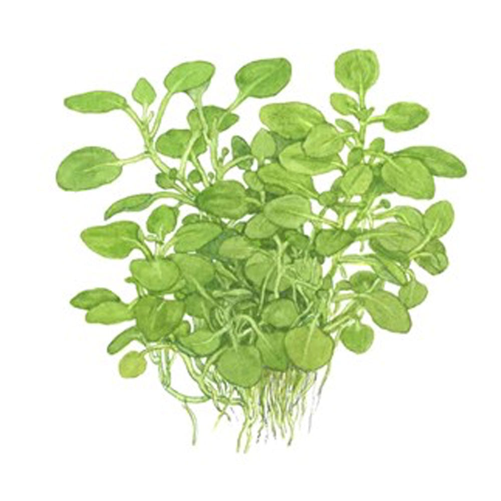 Lobelia cardinalis "Mini" 1-2-Grow 143 TC | Tissue Cultures | Largest Tropical Fish Selection at Your Local Fish Store