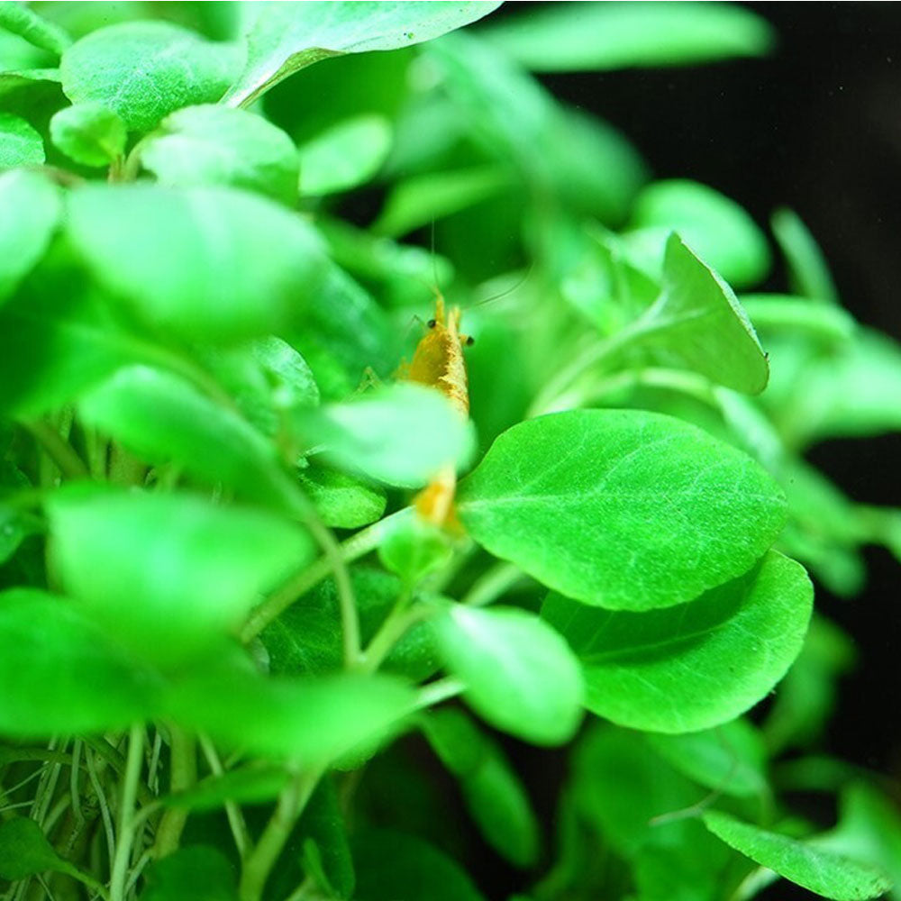 Lobelia cardinalis "Mini" 1-2-Grow 143 TC | Tissue Cultures | Largest Tropical Fish Selection at Your Local Fish Store