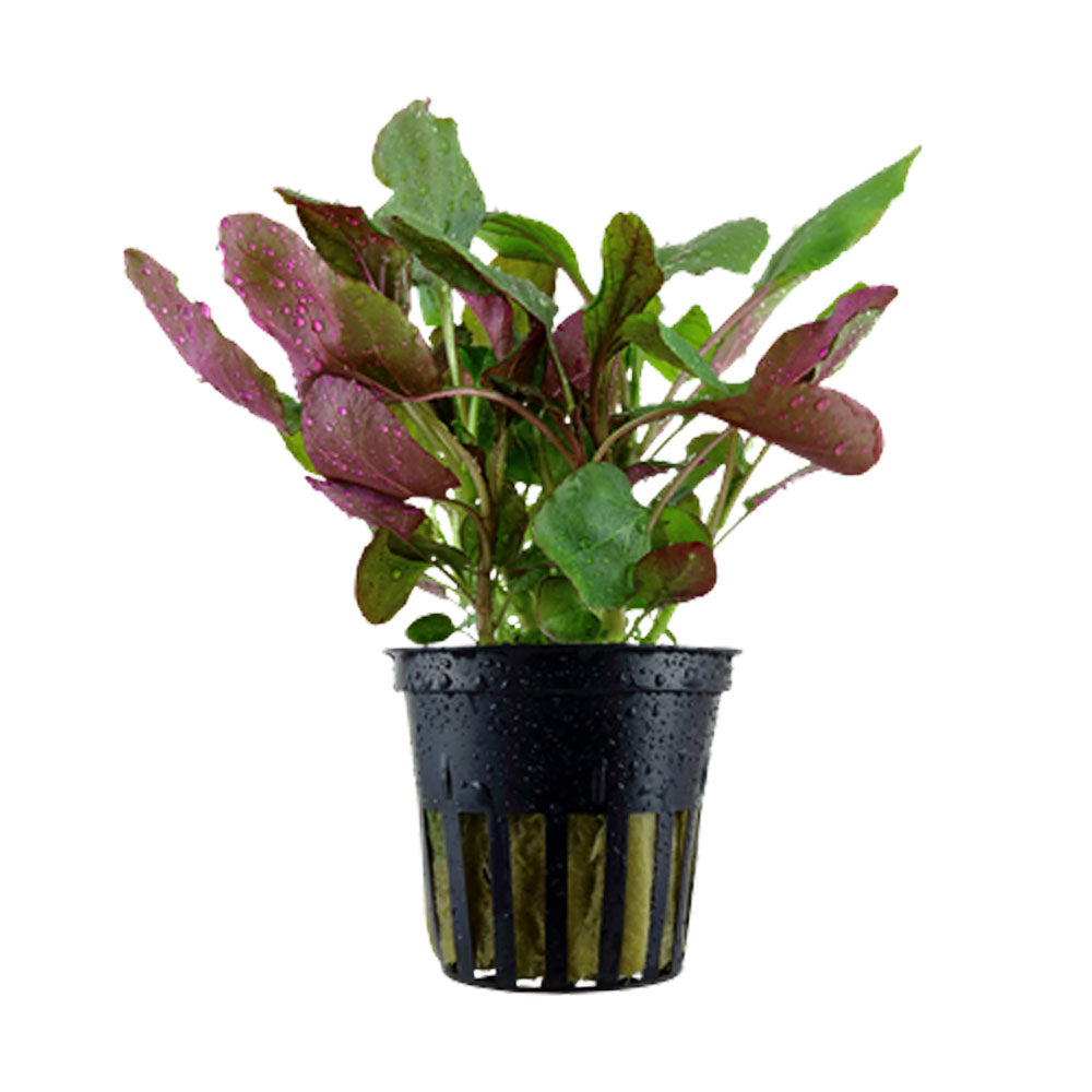 Lobelia cardinalis potted 053C | Potted Plants | Largest Tropical Fish Selection at Your Local Fish Store
