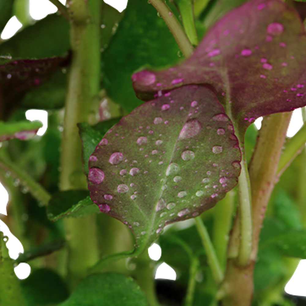 Lobelia cardinalis potted 053C | Potted Plants | Largest Tropical Fish Selection at Your Local Fish Store