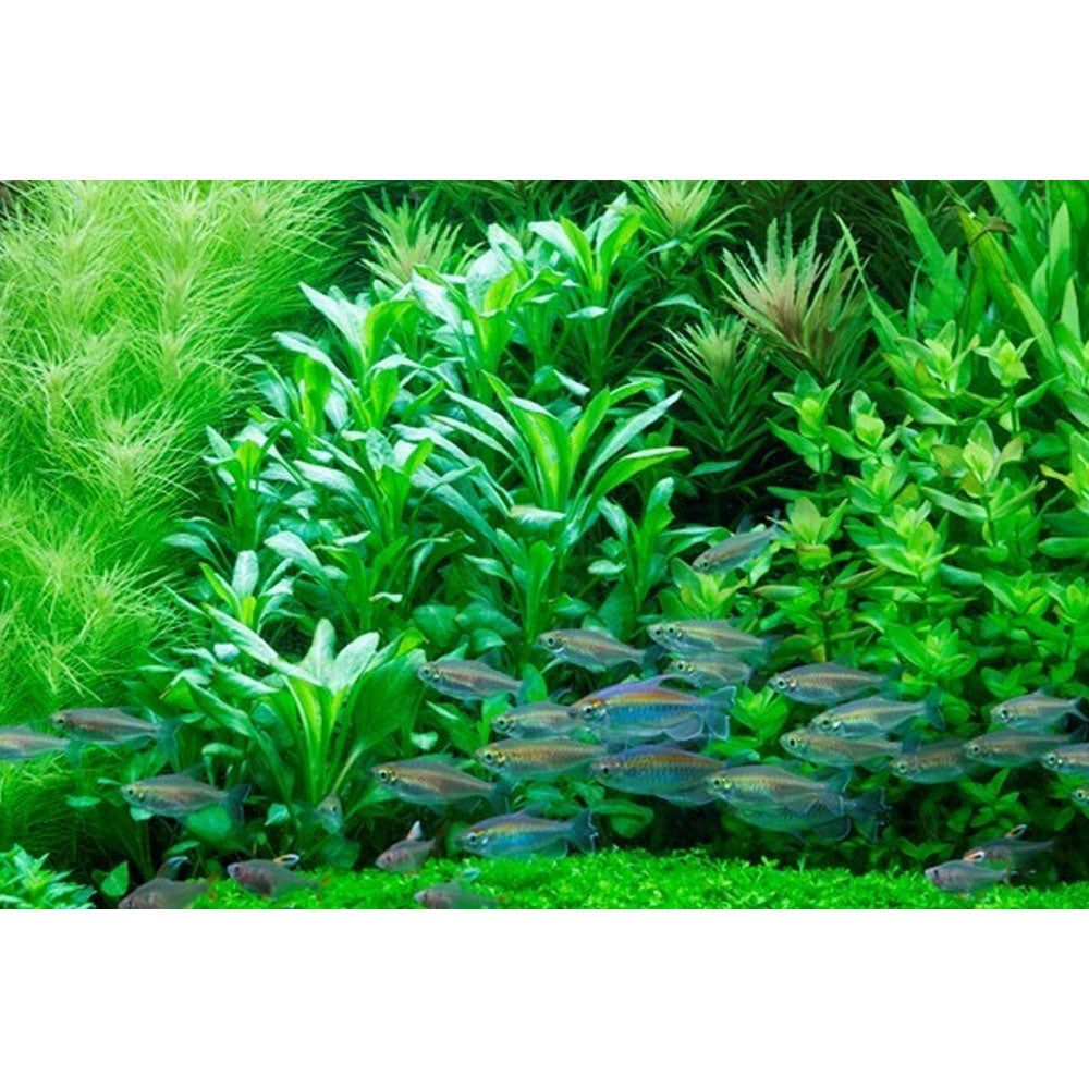 Lobelia cardinalis potted 053C | Potted Plants | Largest Tropical Fish Selection at Your Local Fish Store