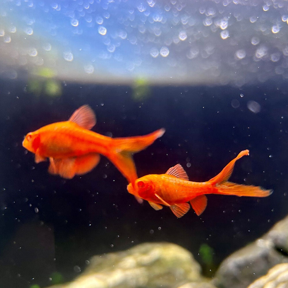 Albino Longfin Cherry Barb (Puntius titteya var. albino) 2-4cm | Goldfish Barbs & Minnows | Largest Tropical Fish Selection at Your Local Fish Store