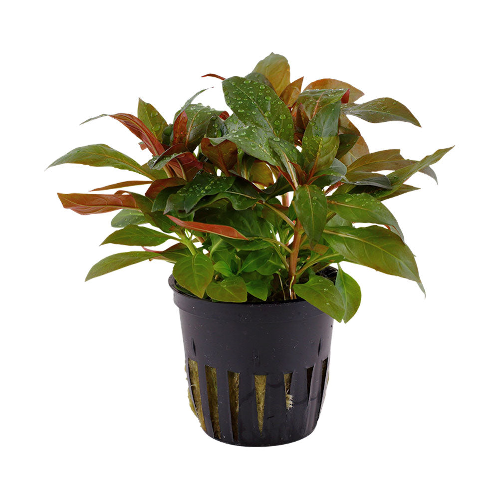 Ludwigia glandulosa potted 035A | Potted Plants | Largest Tropical Fish Selection at Your Local Fish Store