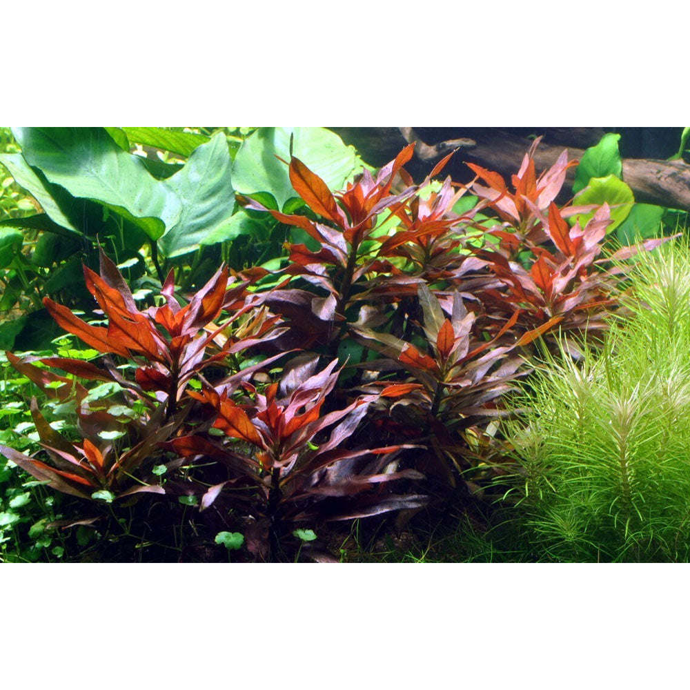 Ludwigia glandulosa potted 035A | Potted Plants | Largest Tropical Fish Selection at Your Local Fish Store