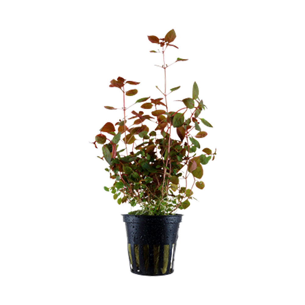 Ludwigia palustris (Super Red) potted 035B | Potted Plants | Largest Tropical Fish Selection at Your Local Fish Store