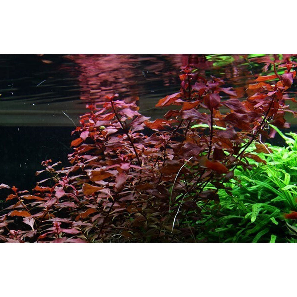 Ludwigia palustris (Super Red) potted 035B | Potted Plants | Largest Tropical Fish Selection at Your Local Fish Store
