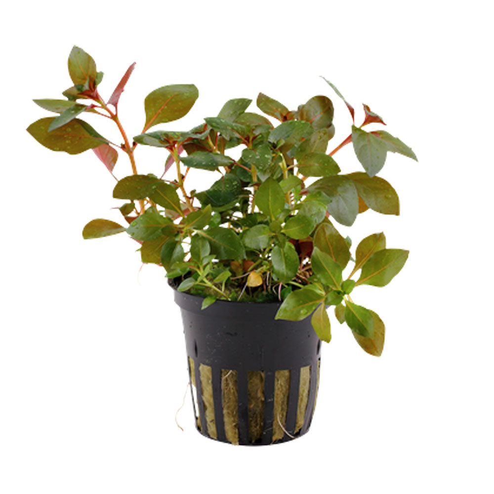 Ludwigia repens 'Rubin' potted 033D | Potted Plants | Largest Tropical Fish Selection at Your Local Fish Store