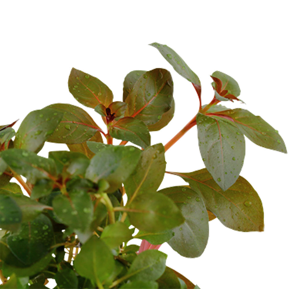 Ludwigia repens 'Rubin' potted 033D | Potted Plants | Largest Tropical Fish Selection at Your Local Fish Store