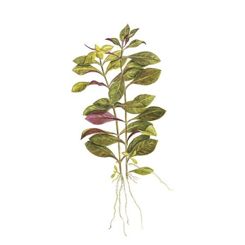 Ludwigia repens 'Rubin' potted 033D | Potted Plants | Largest Tropical Fish Selection at Your Local Fish Store