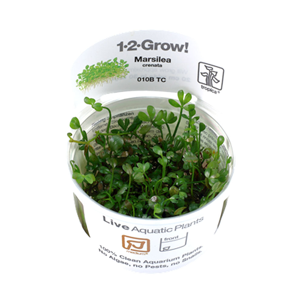 Marsilea minuta 1-2-Grow 010B TC | Tissue Cultures | Largest Tropical Fish Selection at Your Local Fish Store