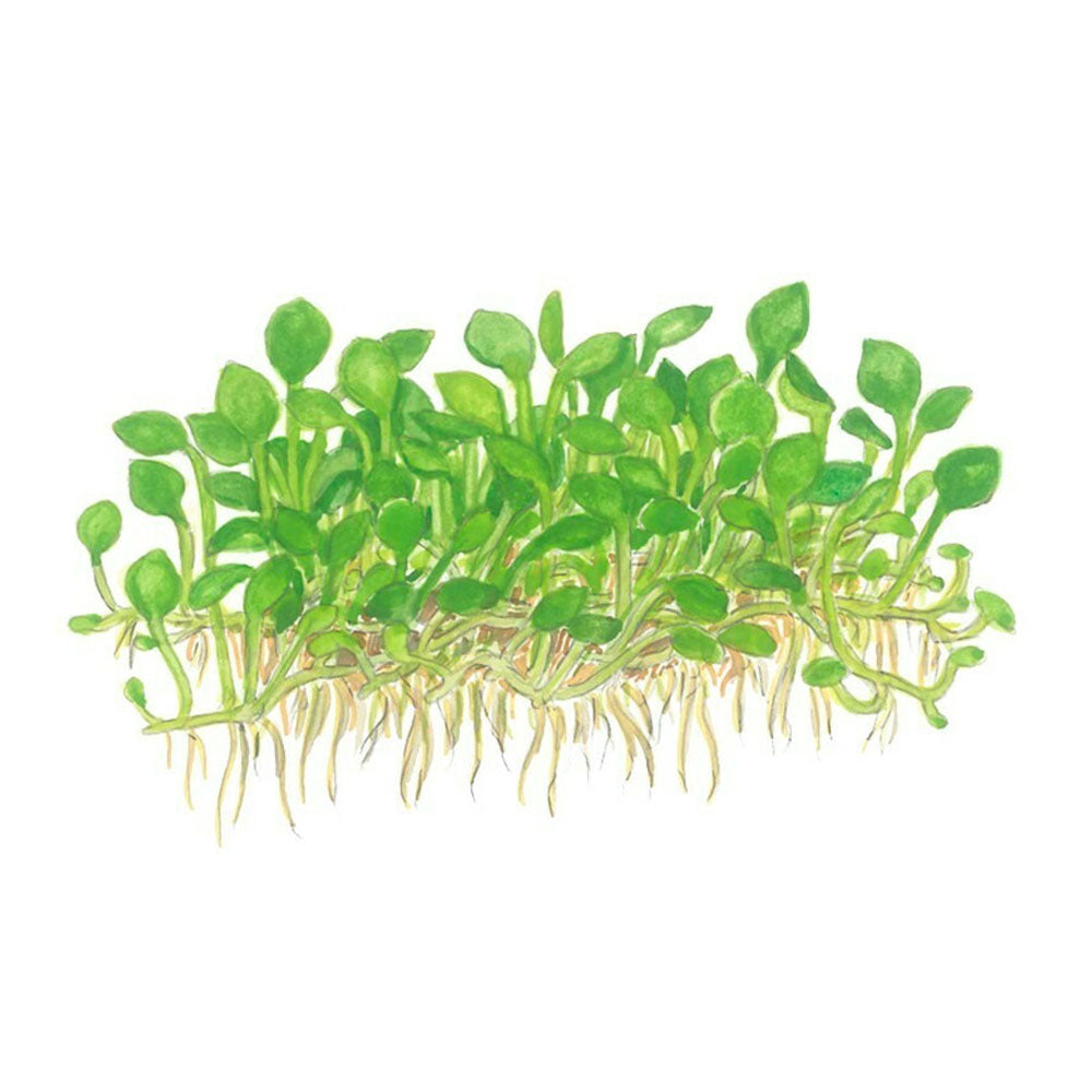 Marsilea minuta 1-2-Grow 010B TC | Tissue Cultures | Largest Tropical Fish Selection at Your Local Fish Store