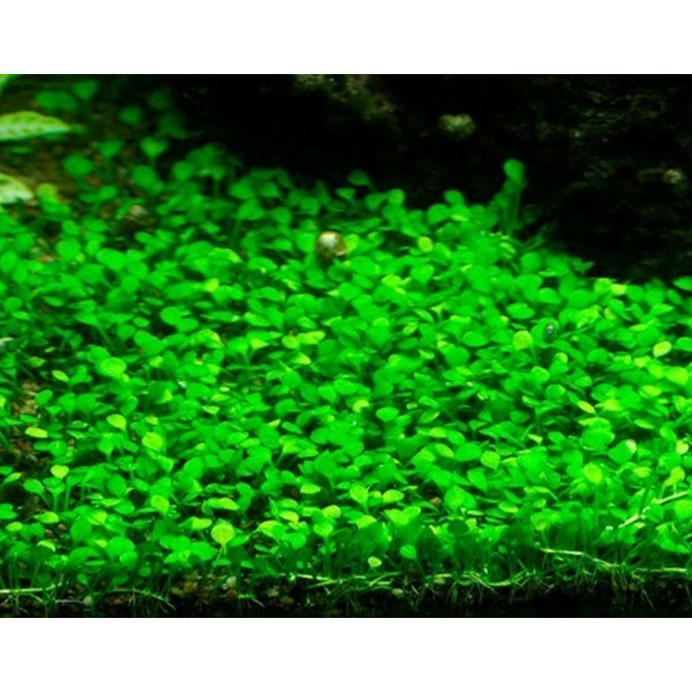 Marsilea minuta 1-2-Grow 010B TC | Tissue Cultures | Largest Tropical Fish Selection at Your Local Fish Store