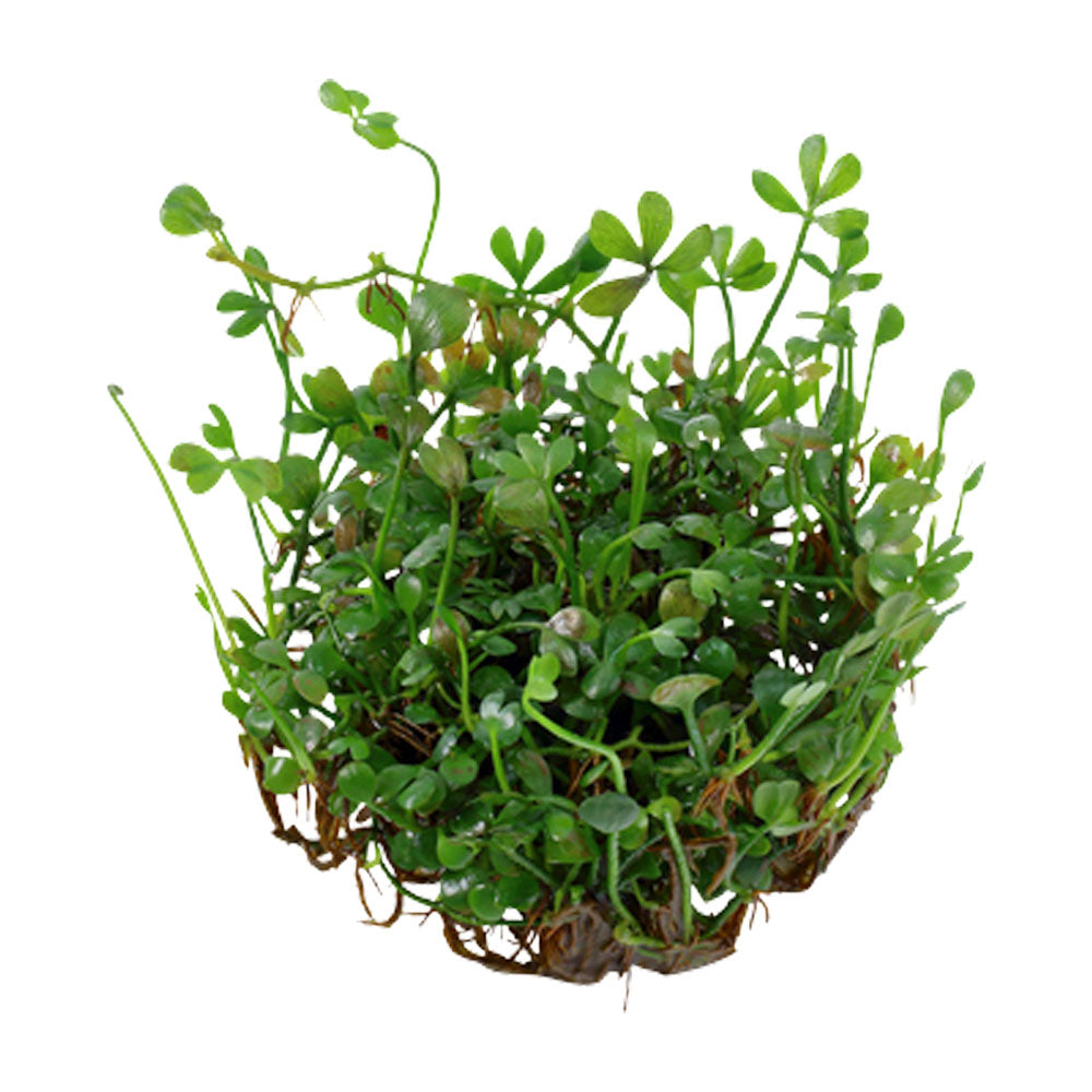 Marsilea minuta 1-2-Grow 010B TC | Tissue Cultures | Largest Tropical Fish Selection at Your Local Fish Store
