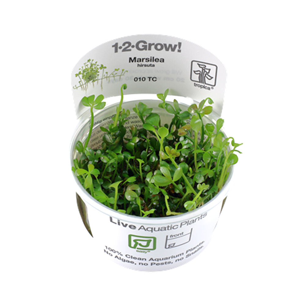 Marsilea hirsuta 1-2-Grow 010 TC | Tissue Cultures | Largest Tropical Fish Selection at Your Local Fish Store