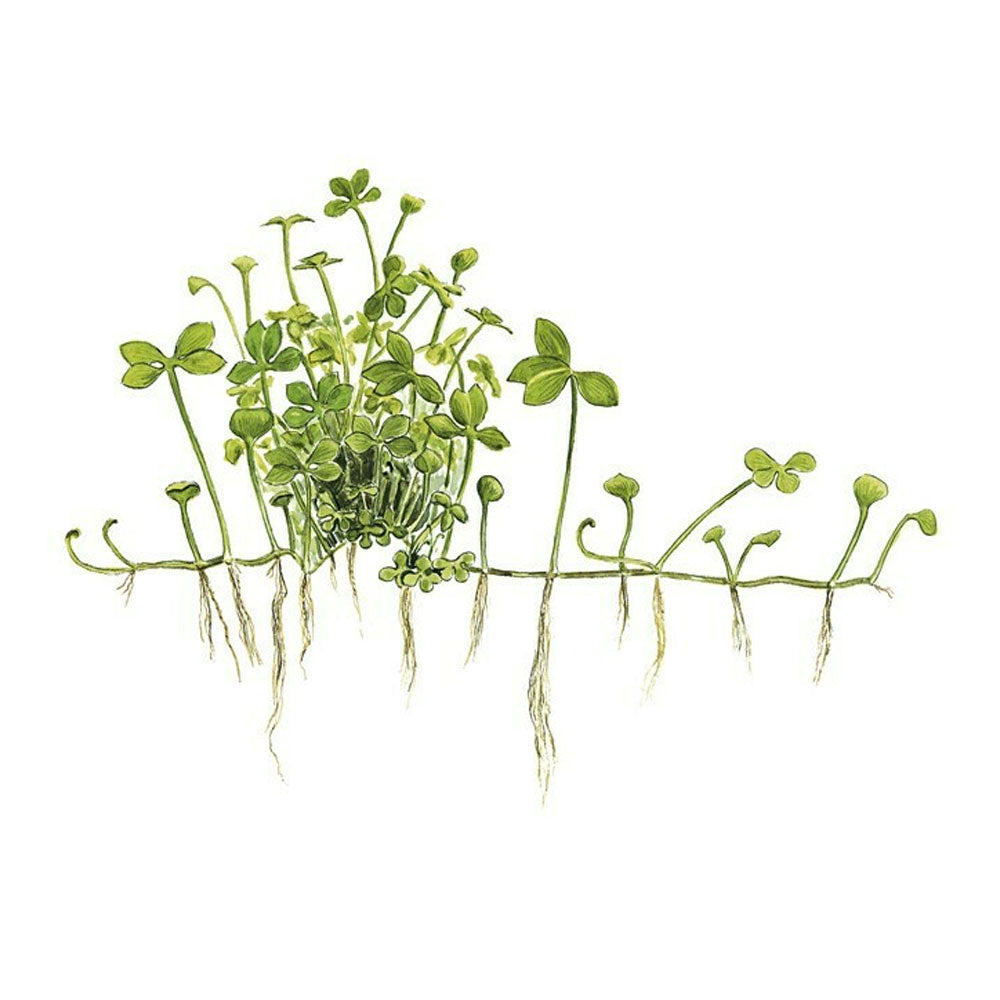 Marsilea hirsuta 1-2-Grow 010 TC | Tissue Cultures | Largest Tropical Fish Selection at Your Local Fish Store