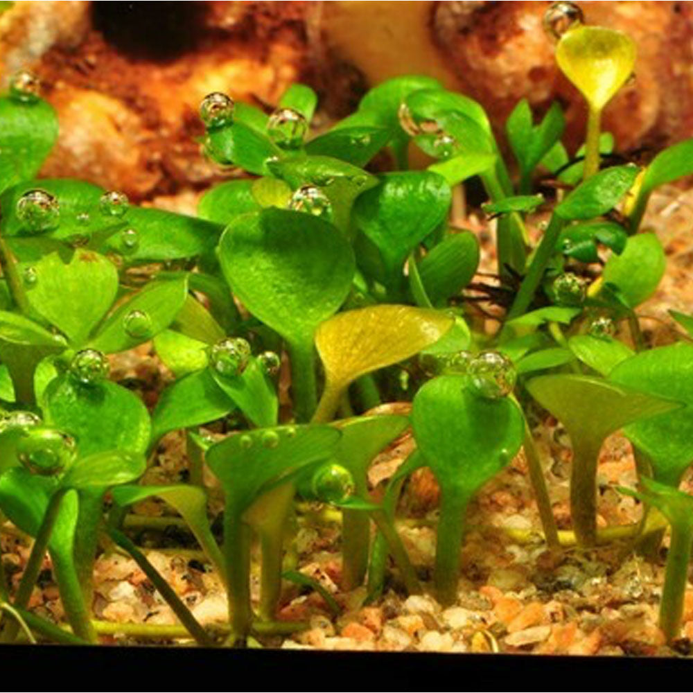 Marsilea hirsuta 1-2-Grow 010 TC | Tissue Cultures | Largest Tropical Fish Selection at Your Local Fish Store