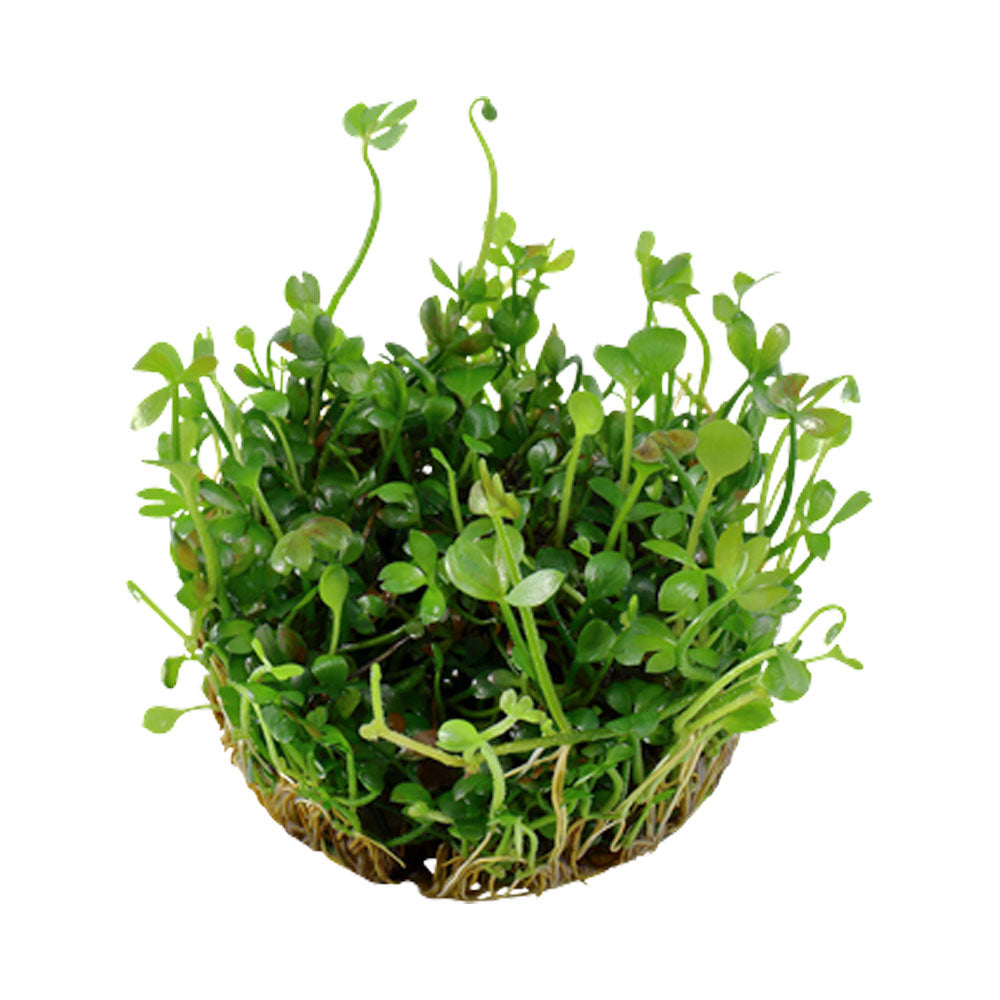 Marsilea hirsuta 1-2-Grow 010 TC | Tissue Cultures | Largest Tropical Fish Selection at Your Local Fish Store