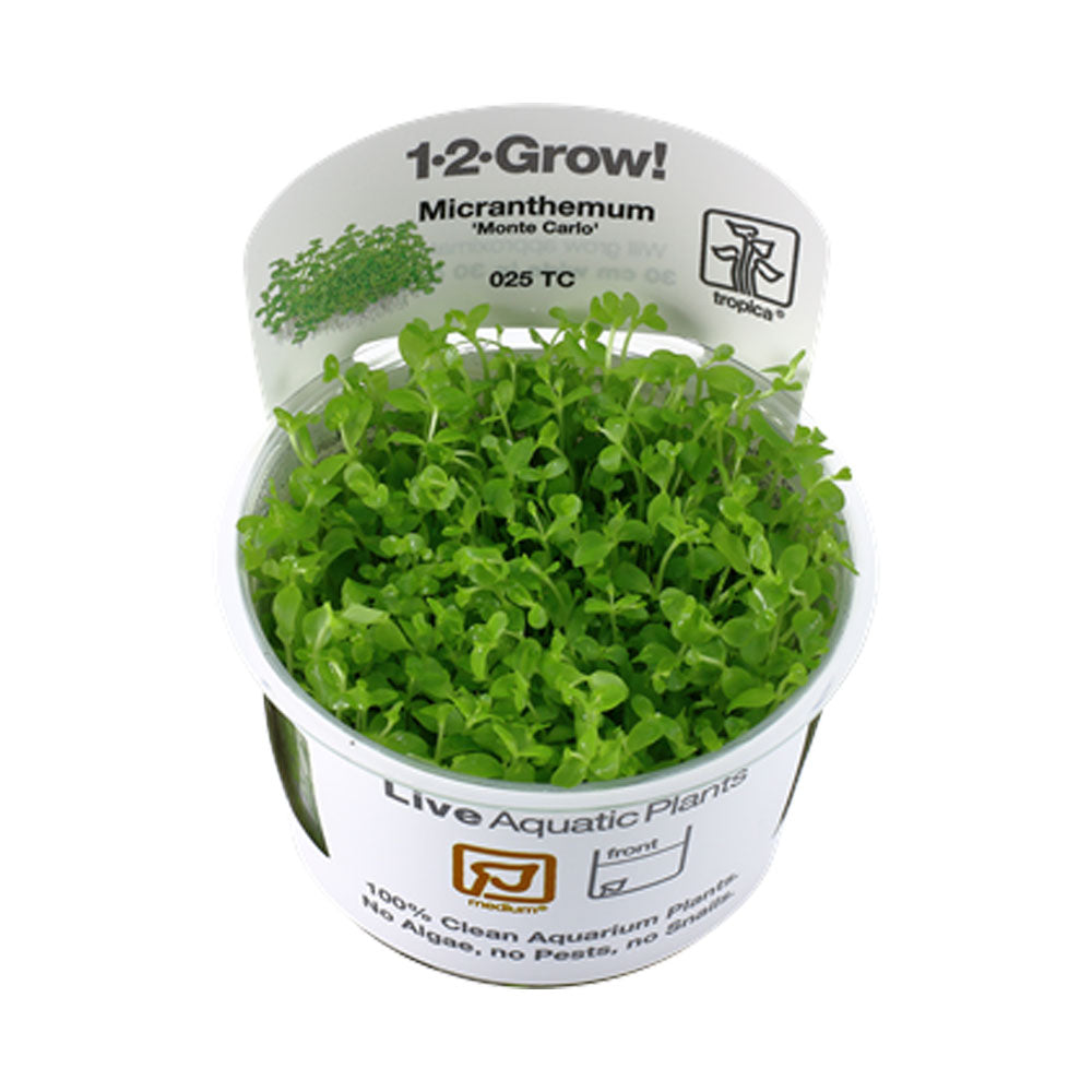 Micranthemum 'Monte Carlo' 1-2-Grow 025 TC | Tissue Cultures | Largest Tropical Fish Selection at Your Local Fish Store