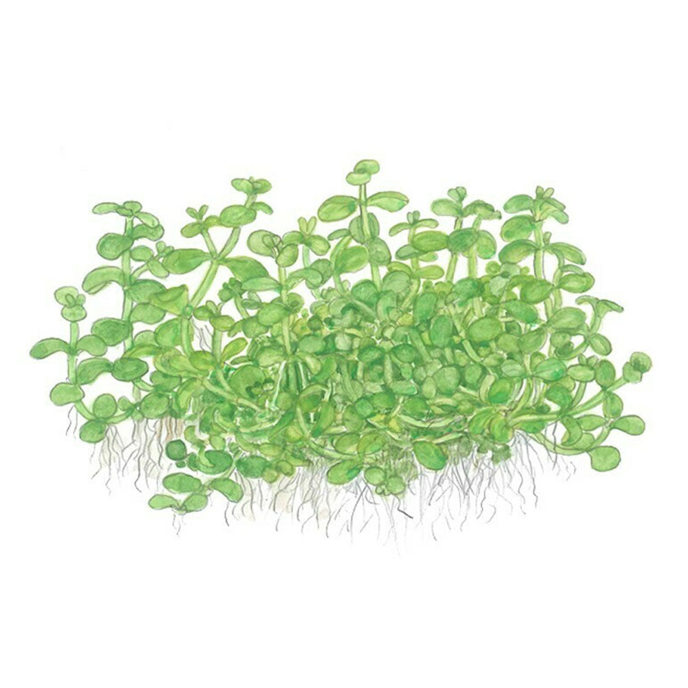 Micranthemum 'Monte Carlo' 1-2-Grow 025 TC | Tissue Cultures | Largest Tropical Fish Selection at Your Local Fish Store