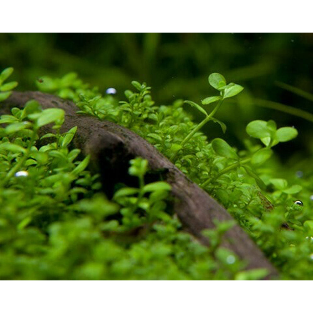 Micranthemum 'Monte Carlo' 1-2-Grow 025 TC | Tissue Cultures | Largest Tropical Fish Selection at Your Local Fish Store