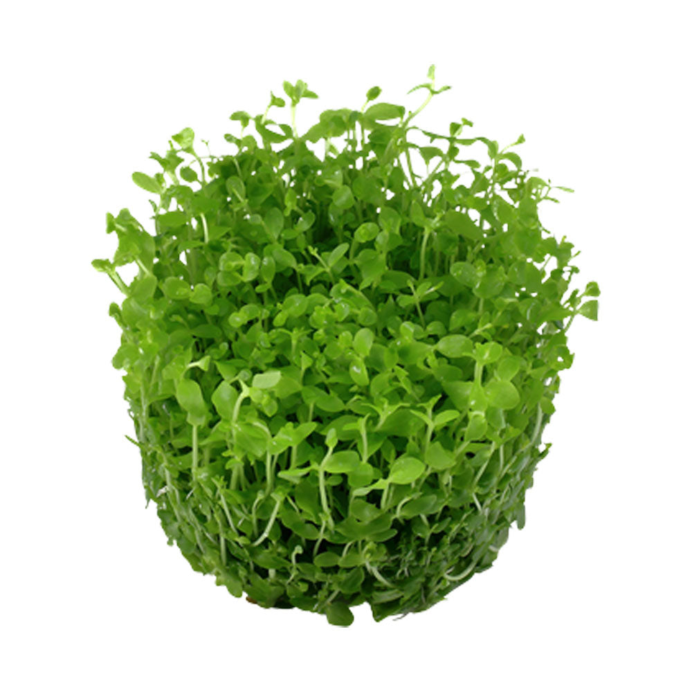 Micranthemum 'Monte Carlo' 1-2-Grow 025 TC | Tissue Cultures | Largest Tropical Fish Selection at Your Local Fish Store