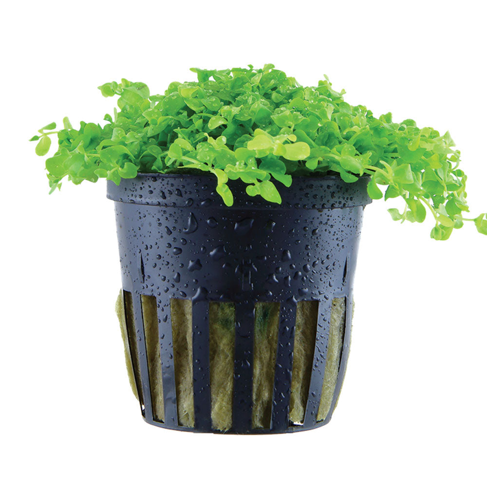 Micranthemum tweediei "Monte Carlo" 025 | Potted Plants | Largest Tropical Fish Selection at Your Local Fish Store