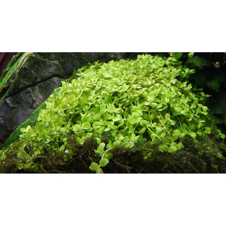 Micranthemum-tweediei-Monte-Carlo-025