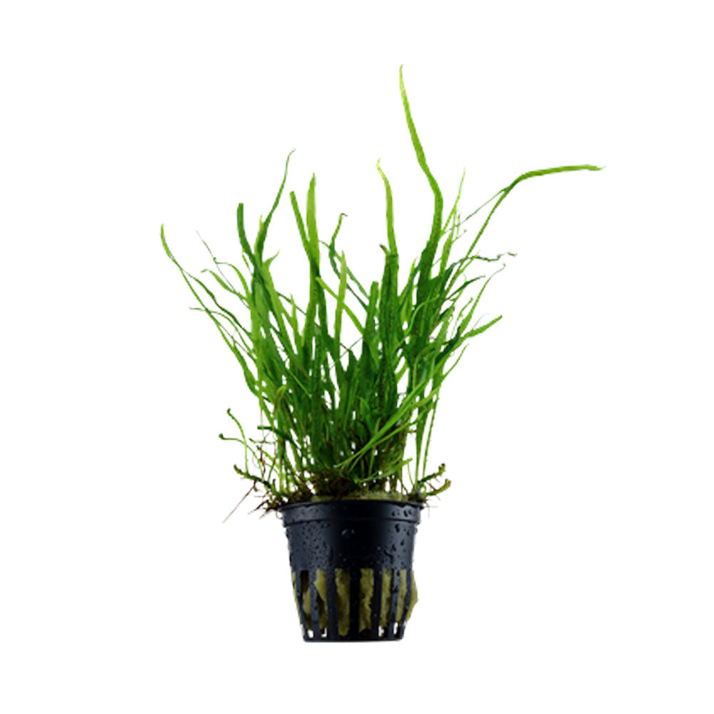 Microsorum pteropus 'Trident' potted 008G | Potted Plants | Largest Tropical Fish Selection at Your Local Fish Store