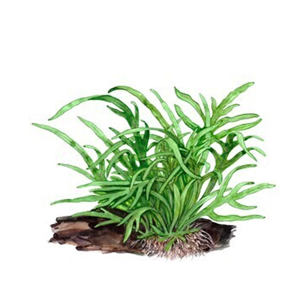 Microsorum pteropus 'Trident' potted 008G | Potted Plants | Largest Tropical Fish Selection at Your Local Fish Store