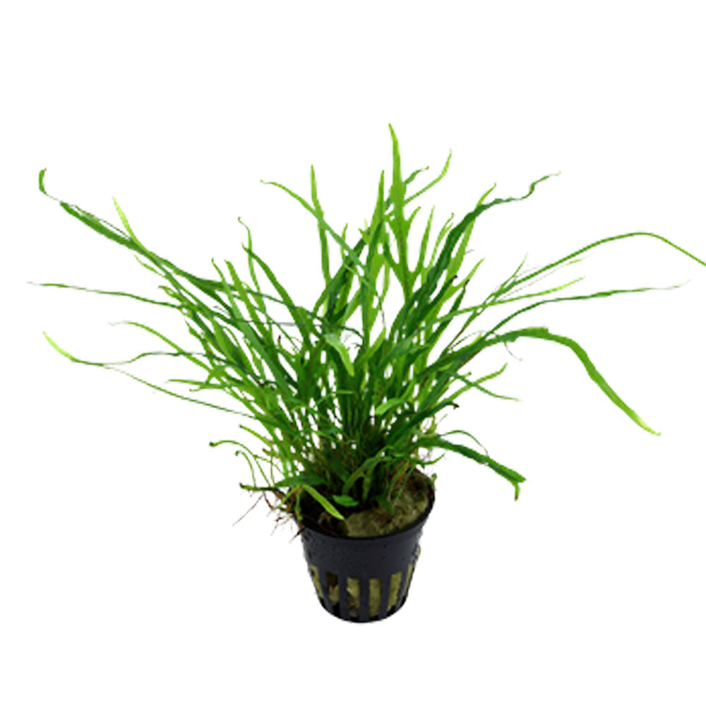 Microsorum pteropus 'Trident' potted 008G | Potted Plants | Largest Tropical Fish Selection at Your Local Fish Store