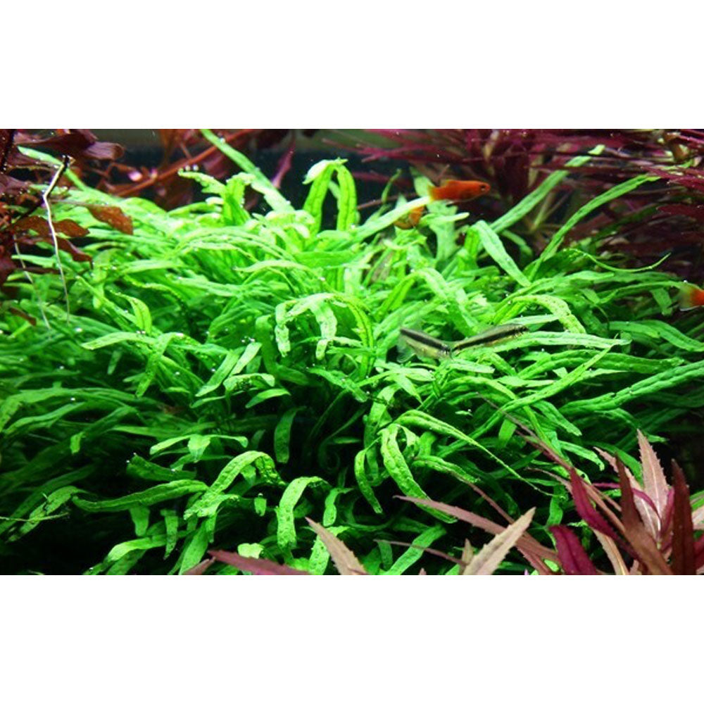 Microsorum pteropus 'Trident' potted 008G | Potted Plants | Largest Tropical Fish Selection at Your Local Fish Store