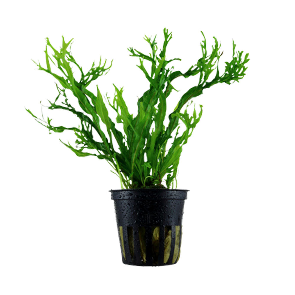 Microsorum pteropus 'Windeløv' potted 008B | Potted Plants | Largest Tropical Fish Selection at Your Local Fish Store
