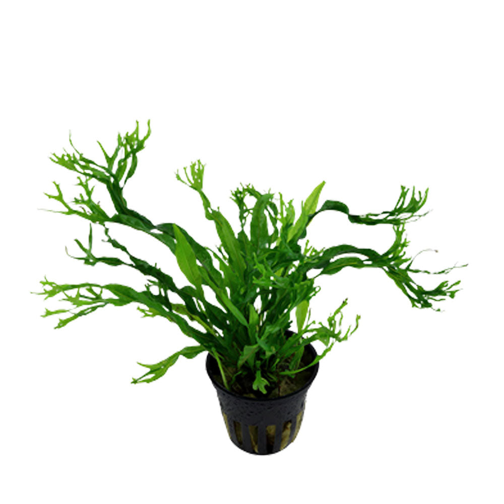 Microsorum pteropus 'Windeløv' potted 008B | Potted Plants | Largest Tropical Fish Selection at Your Local Fish Store