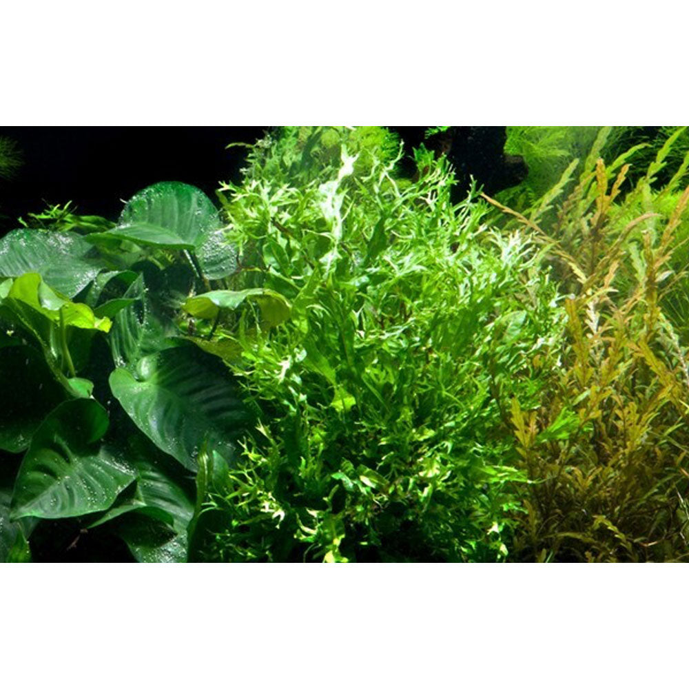 Microsorum pteropus 'Windeløv' potted 008B | Potted Plants | Largest Tropical Fish Selection at Your Local Fish Store