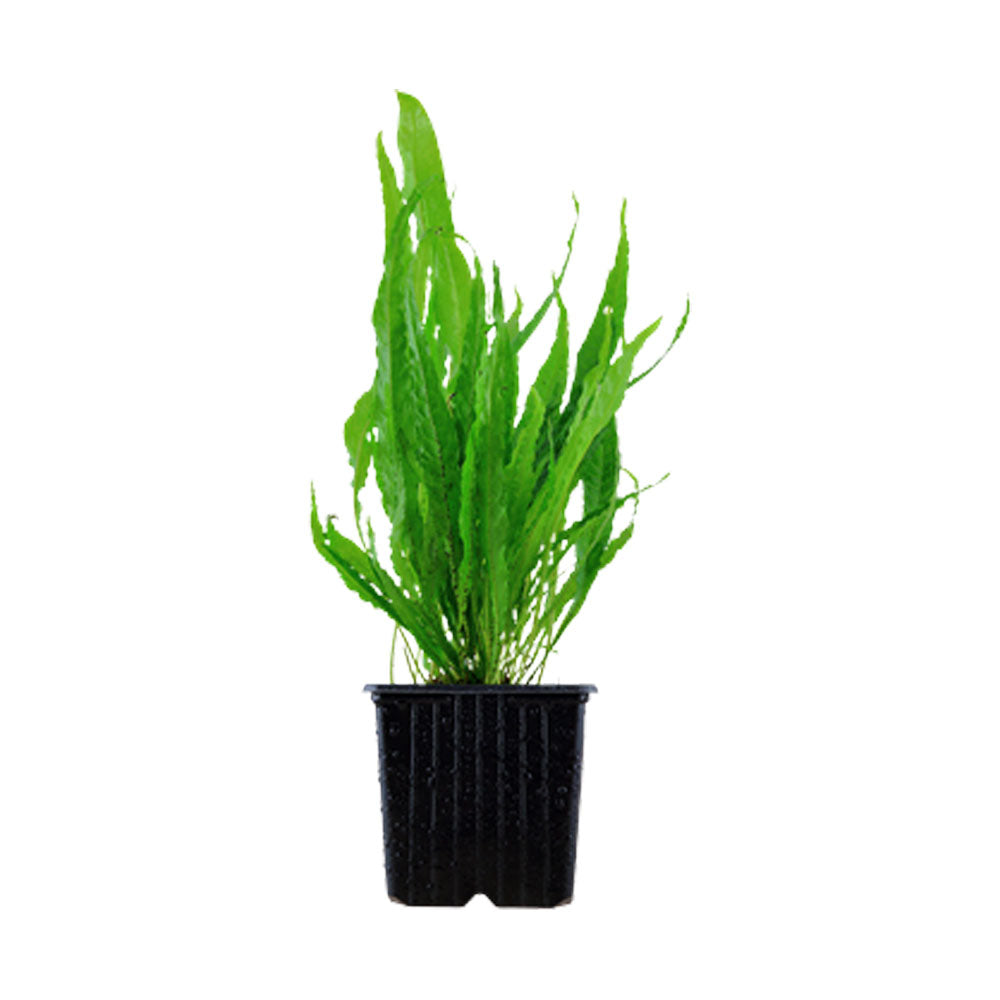 Microsorum pteropus potted 008 (Java Fern) | Potted Plants | Largest Tropical Fish Selection at Your Local Fish Store