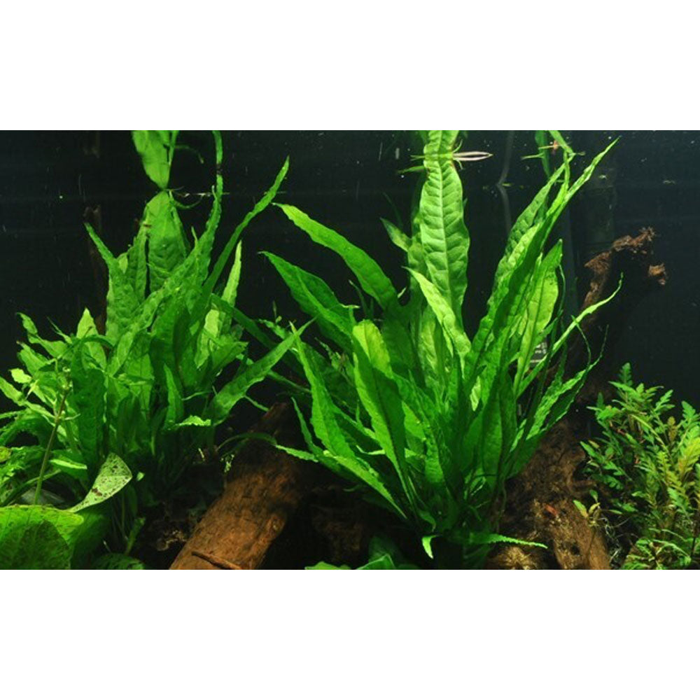 Microsorum pteropus potted 008 (Java Fern) | Potted Plants | Largest Tropical Fish Selection at Your Local Fish Store