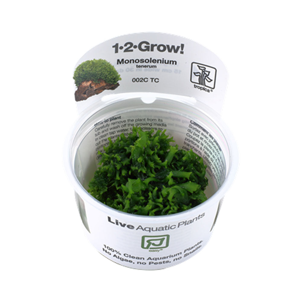 Monosolenium tenerum 1-2-Grow 002C TC | Tissue Cultures | Largest Tropical Fish Selection at Your Local Fish Store